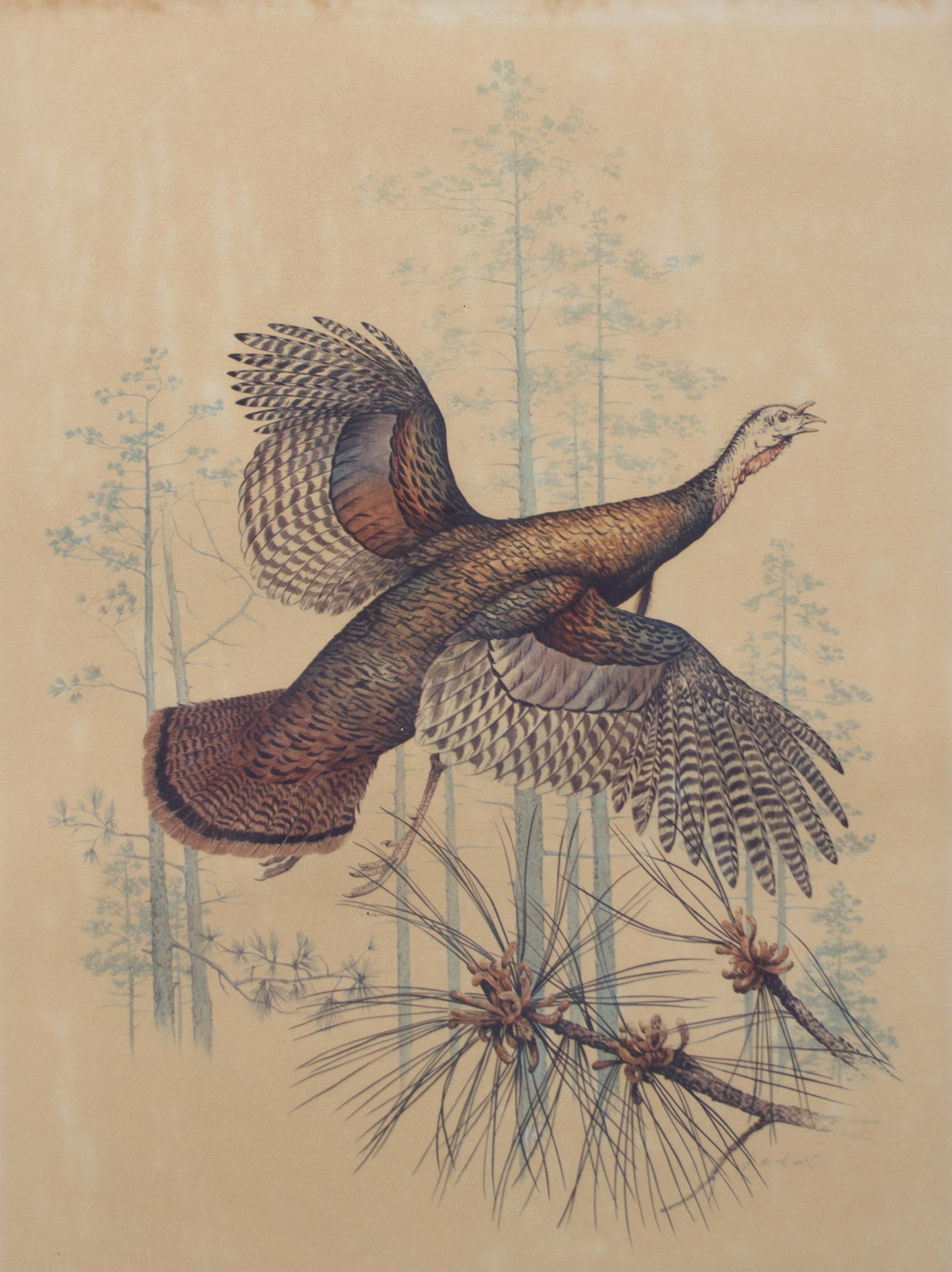 Four American Ornithological Off-Set Lithographs