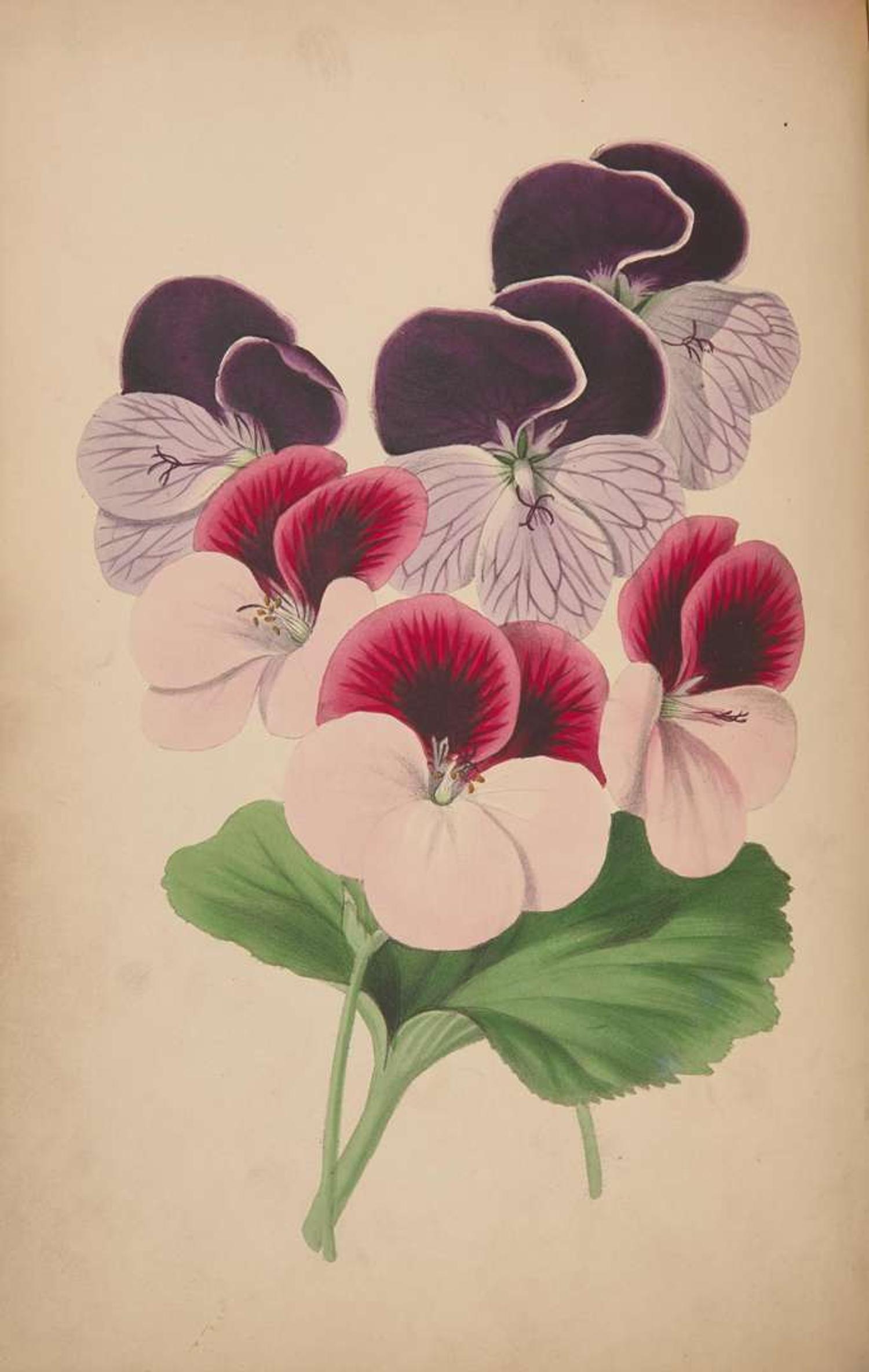 [Color-Plate Books] Rosenberg, (Mary Elizabeth): The West of England Florist's Magazine