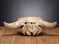 Buffalo Skull, with Arrowhead