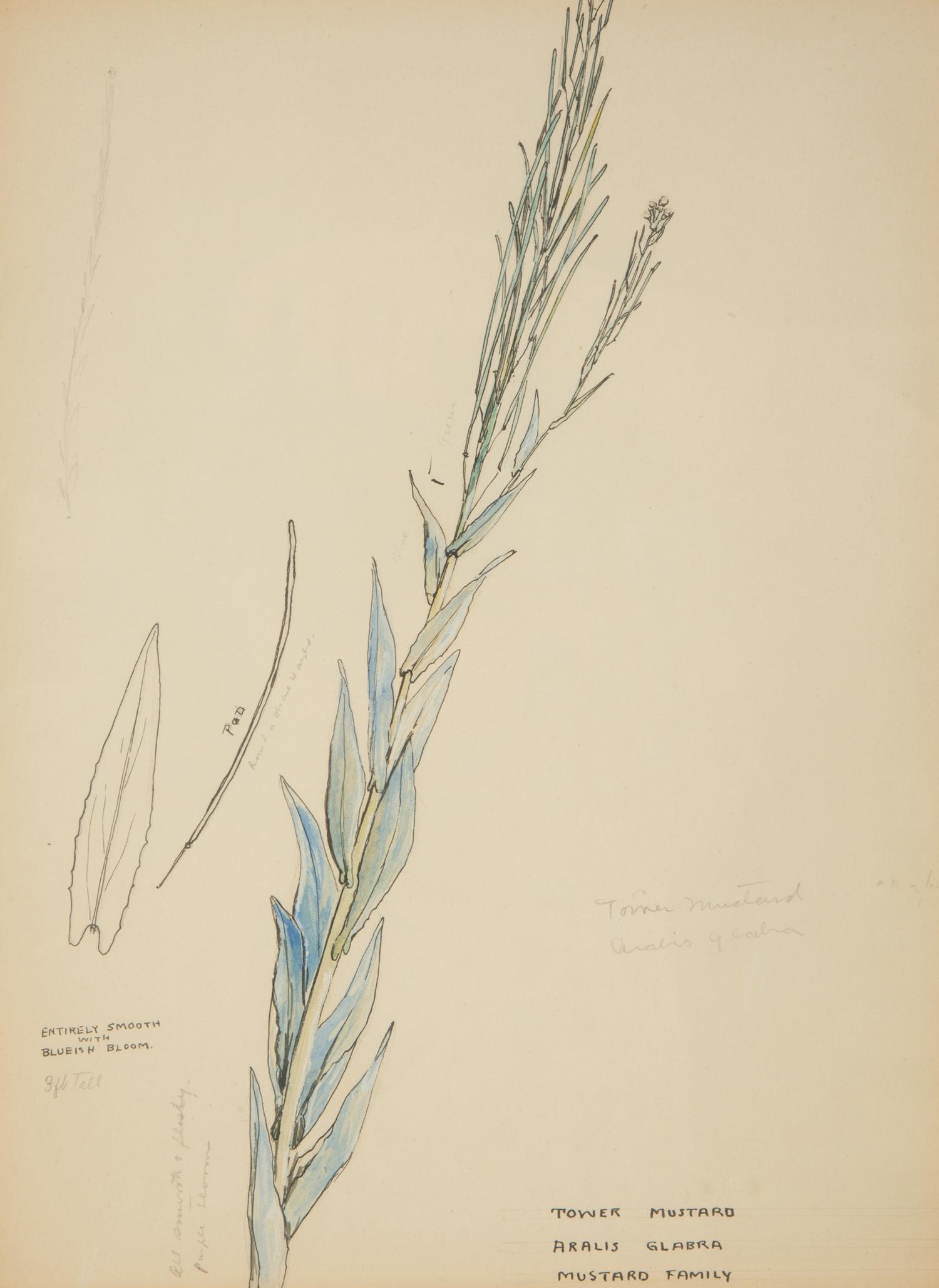 Eighteen Botanical Watercolors