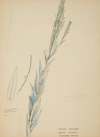 Eighteen Botanical Watercolors