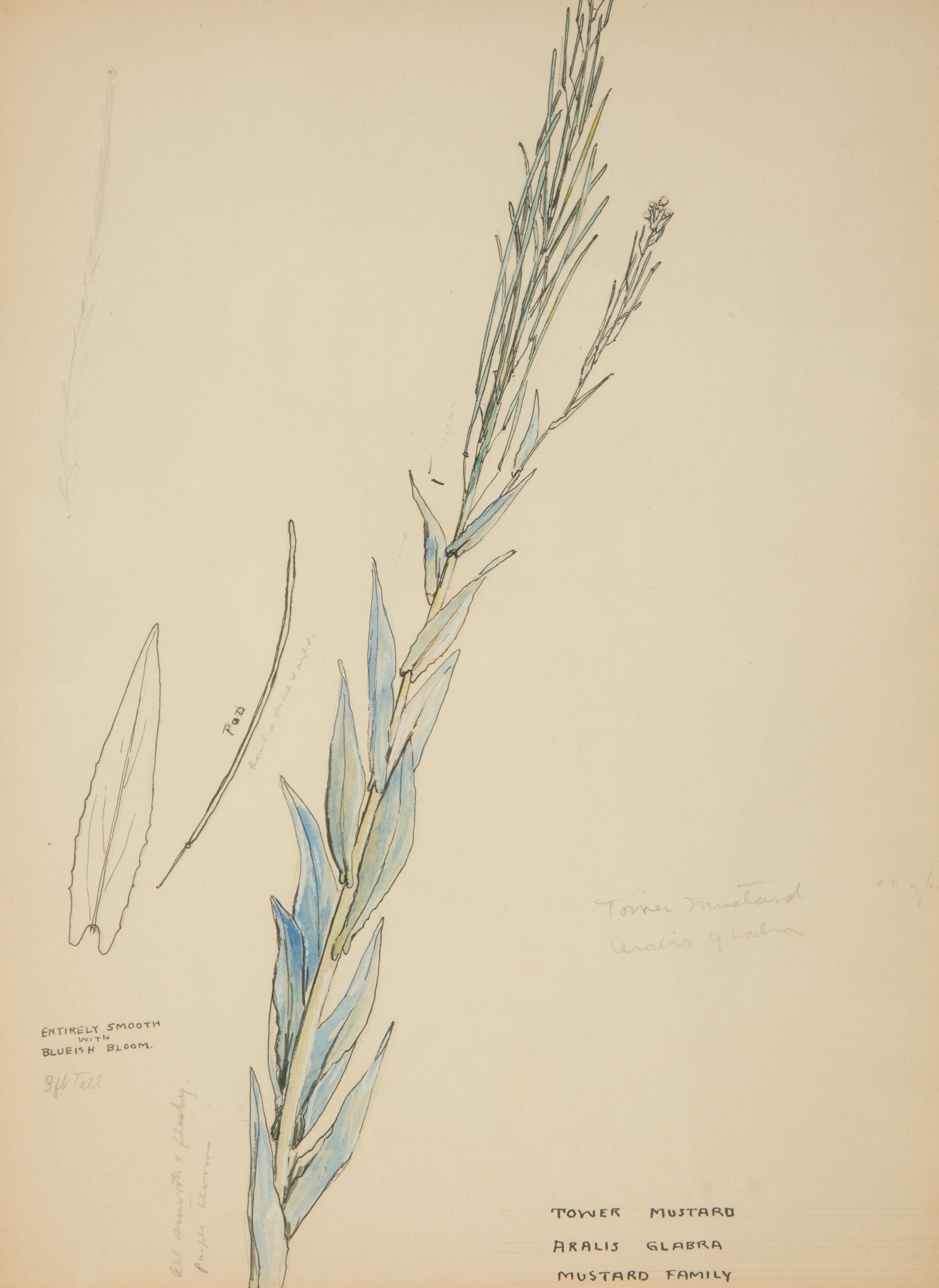 Eighteen Botanical Watercolors