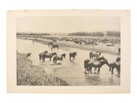 HUFFMAN, Laton Alton (1854-1931), photographer. 2 photogravures of horse and sheep in Montana.