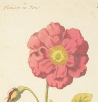A Group of Eleven Miscellaneous Botanica Prints