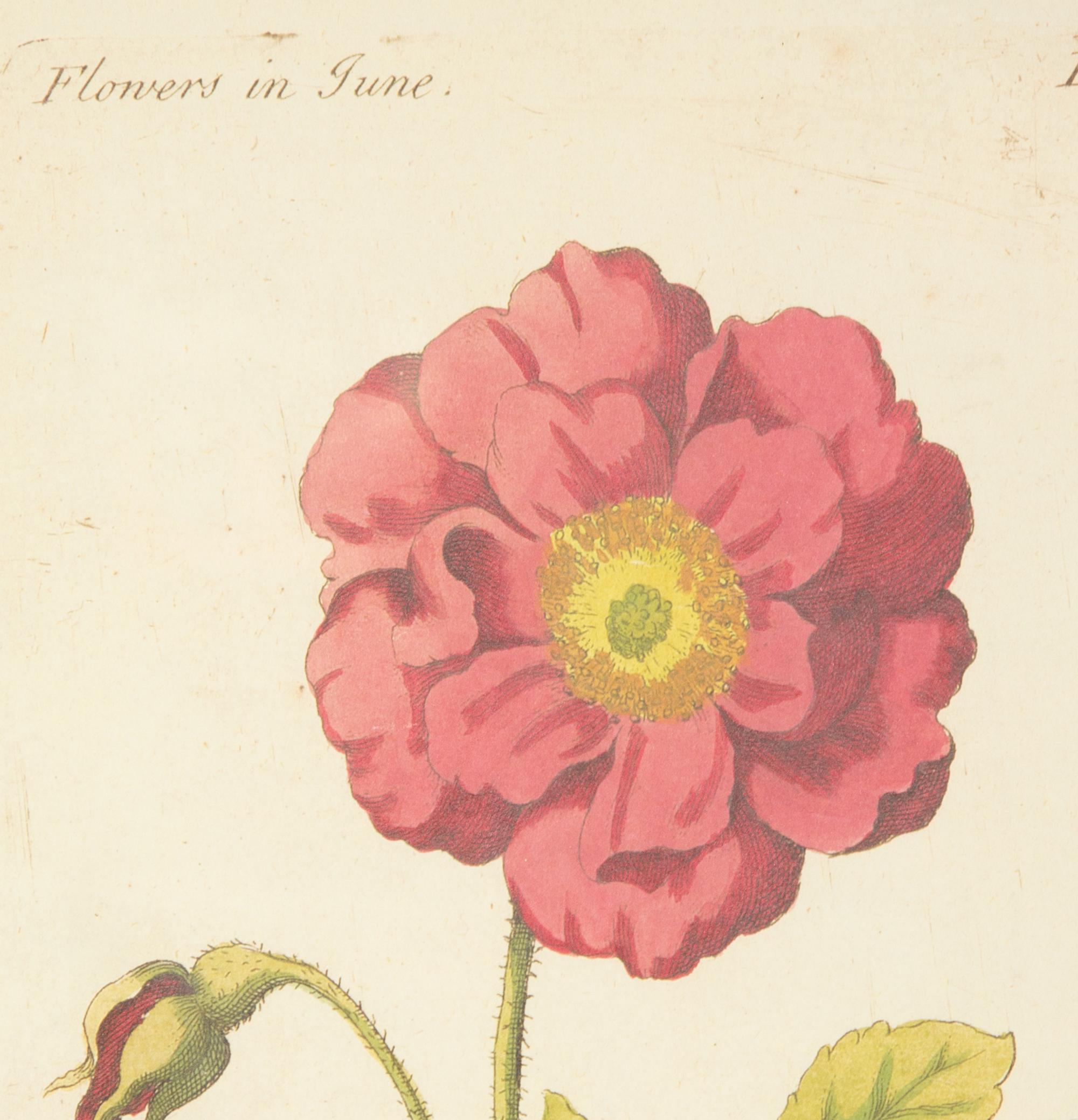 A Group of Eleven Miscellaneous Botanica Prints