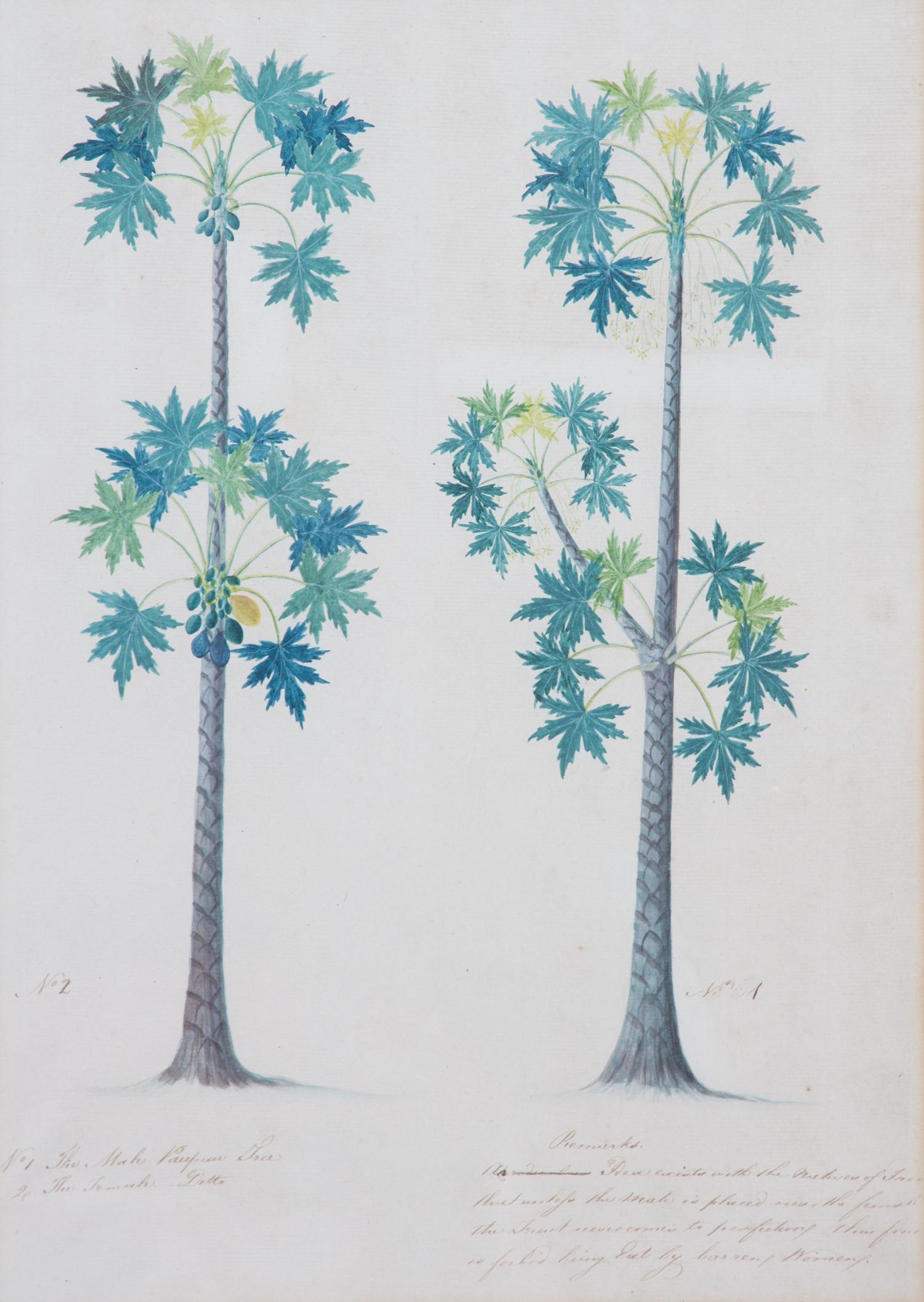 Artist Unknown, (19th Century), Seven Botanical Watercolors