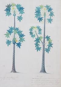 Artist Unknown, (19th Century), Seven Botanical Watercolors