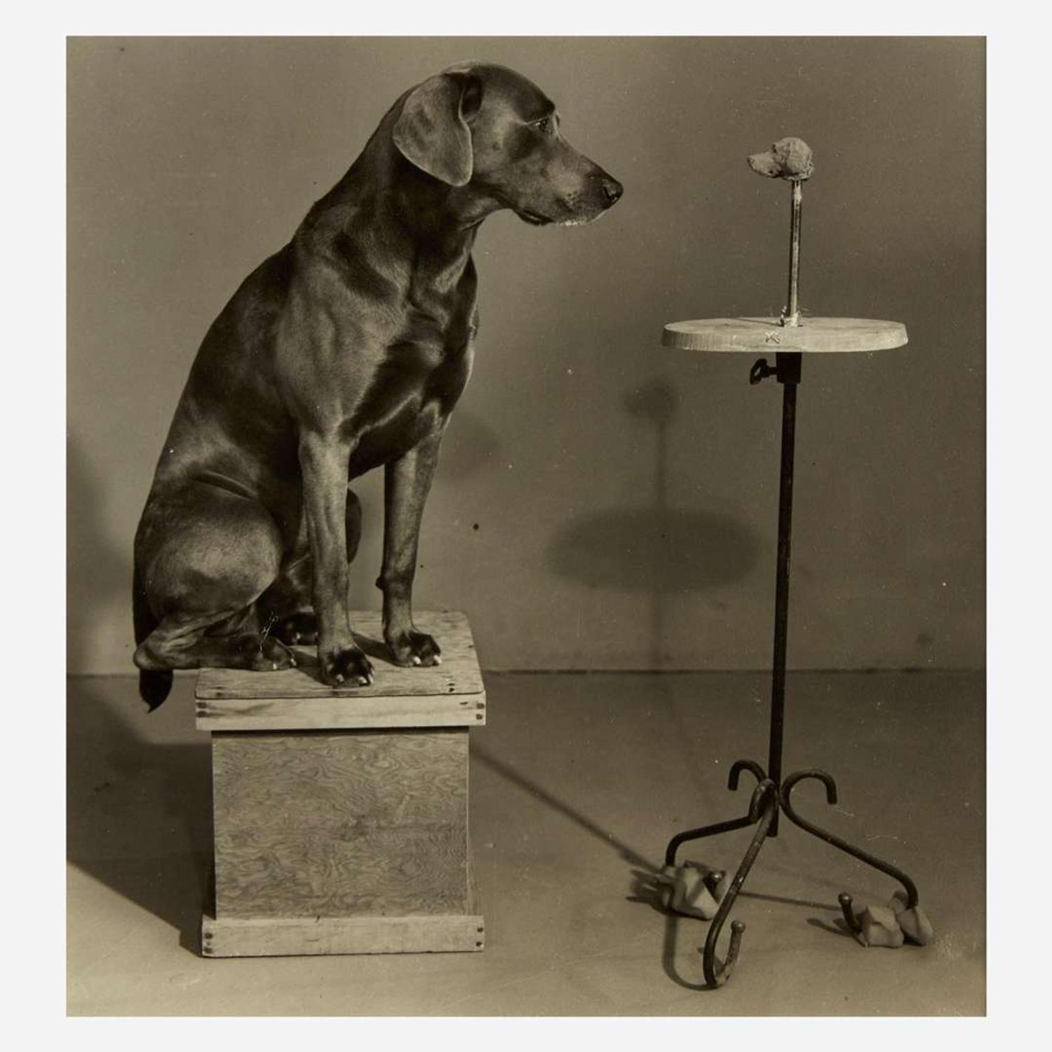 William Wegman (American, B. 1943) Contemplating the Bust of Man Ray (Plate VI from Man Ray: A Portfolio of 10 Photographs)