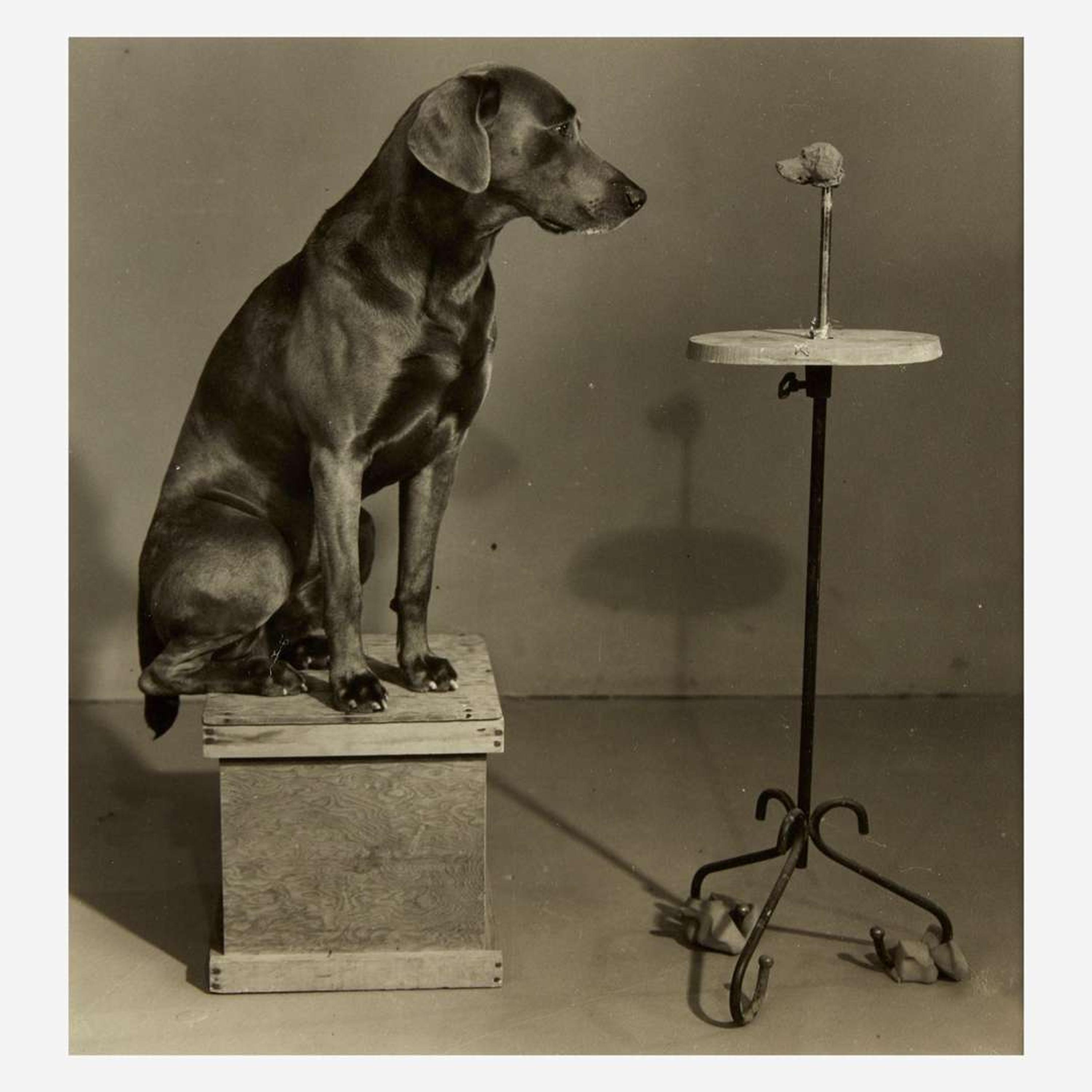 William Wegman (American, B. 1943) Contemplating the Bust of Man Ray (Plate VI from Man Ray: A Portfolio of 10 Photographs)