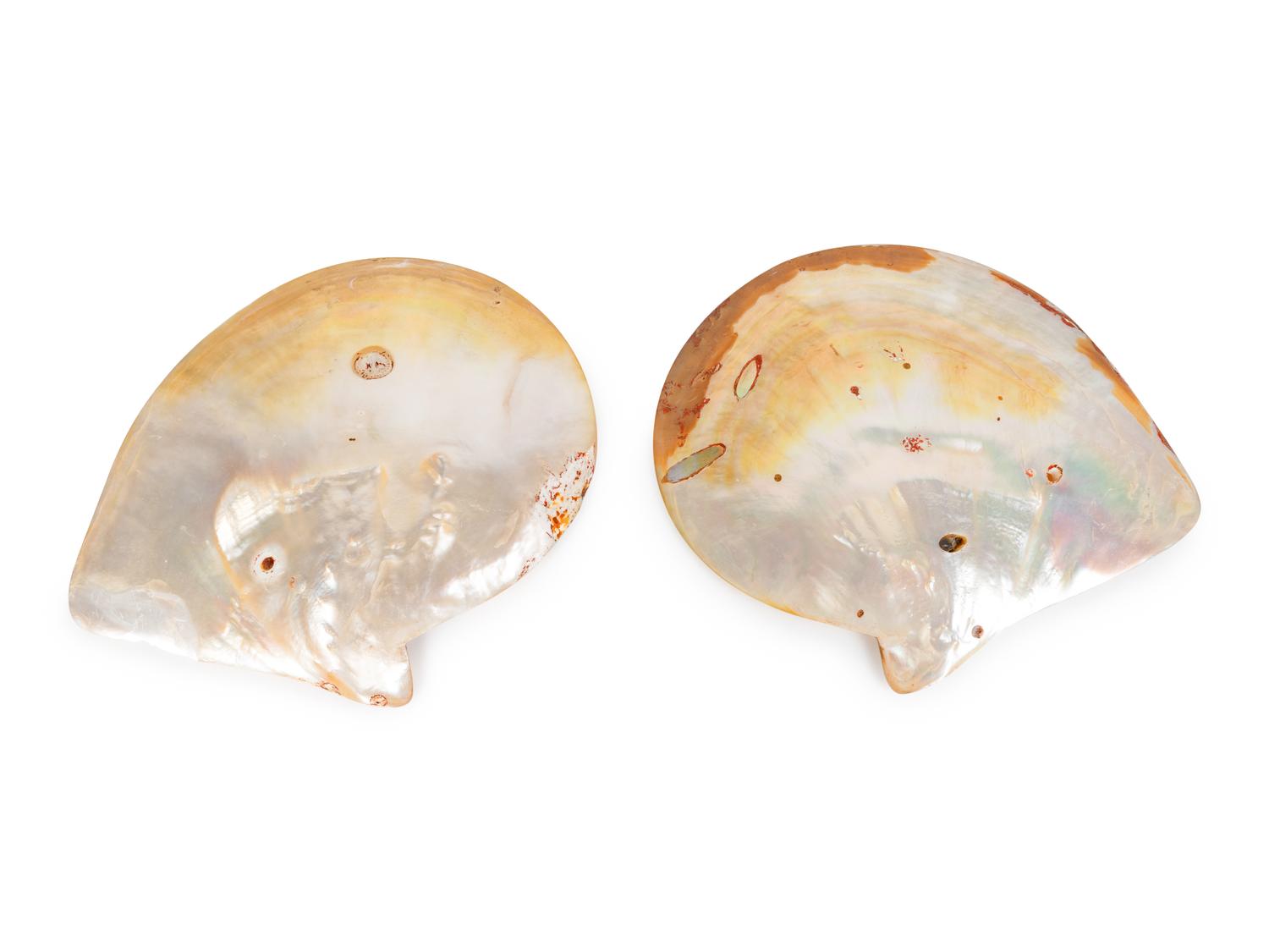 A Pair of Abalone Shells Mounted in Fitted Stands. — 19TH/20TH CENTURY