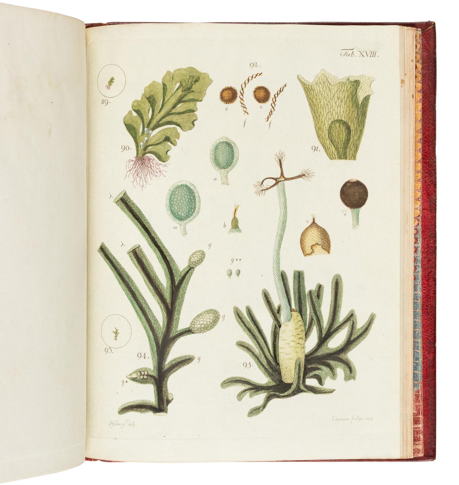 HEDWIG, Johann (1730-1799). Theoria Generationis et Fructificationis Plantarum Cryptogamicarum . St. Petersburg: typis Academiae Imper. Scientiarum, 1784.