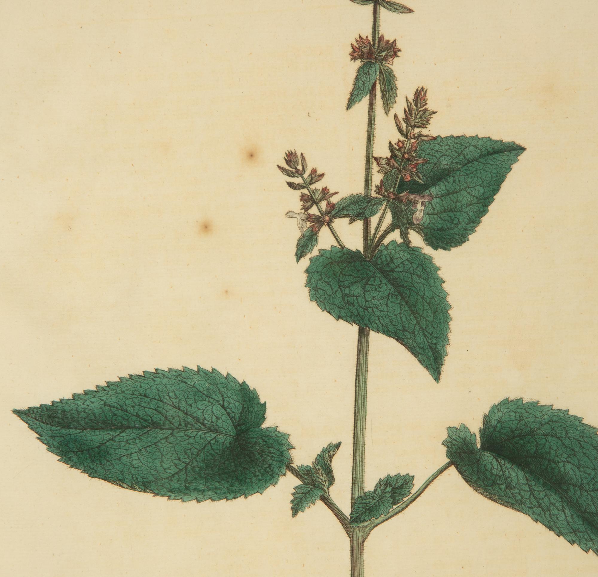 A Set of Eight Gilt Framed Hand Colored Botanical Etchings