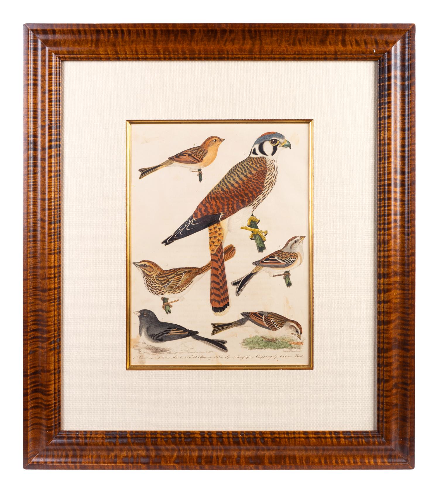 Four Hand-Colored Bird Engravings