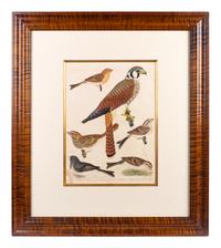 Four Hand-Colored Bird Engravings