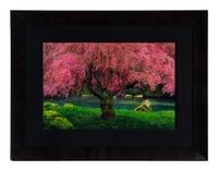 Tree of Dreams, 2010