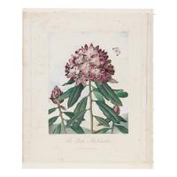 [Natural History] Thornton, Robert John. Group of 18 botanical plates from the 1812 quarto edition of "Temple of Flora"