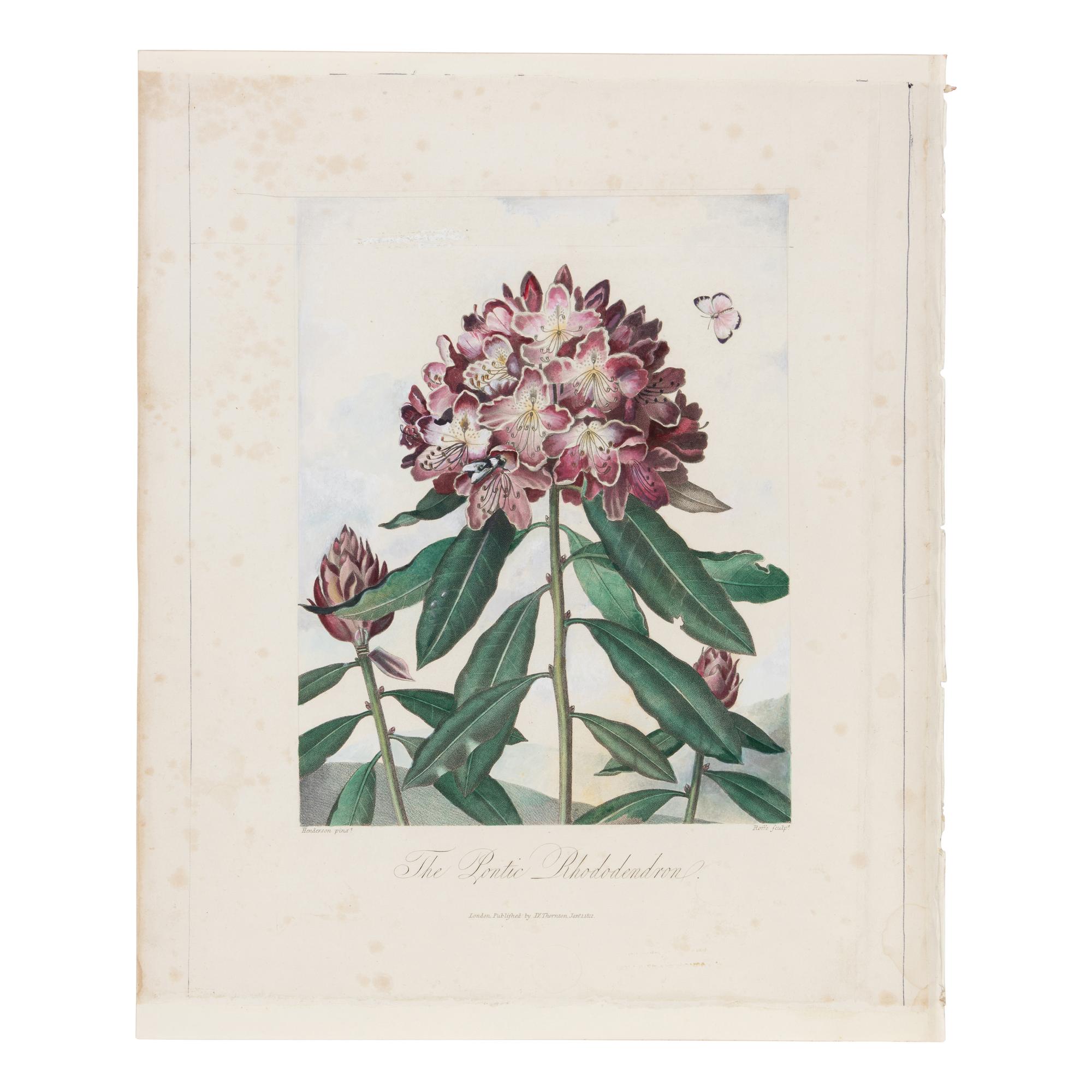 [Natural History] Thornton, Robert John. Group of 18 botanical plates from the 1812 quarto edition of "Temple of Flora"