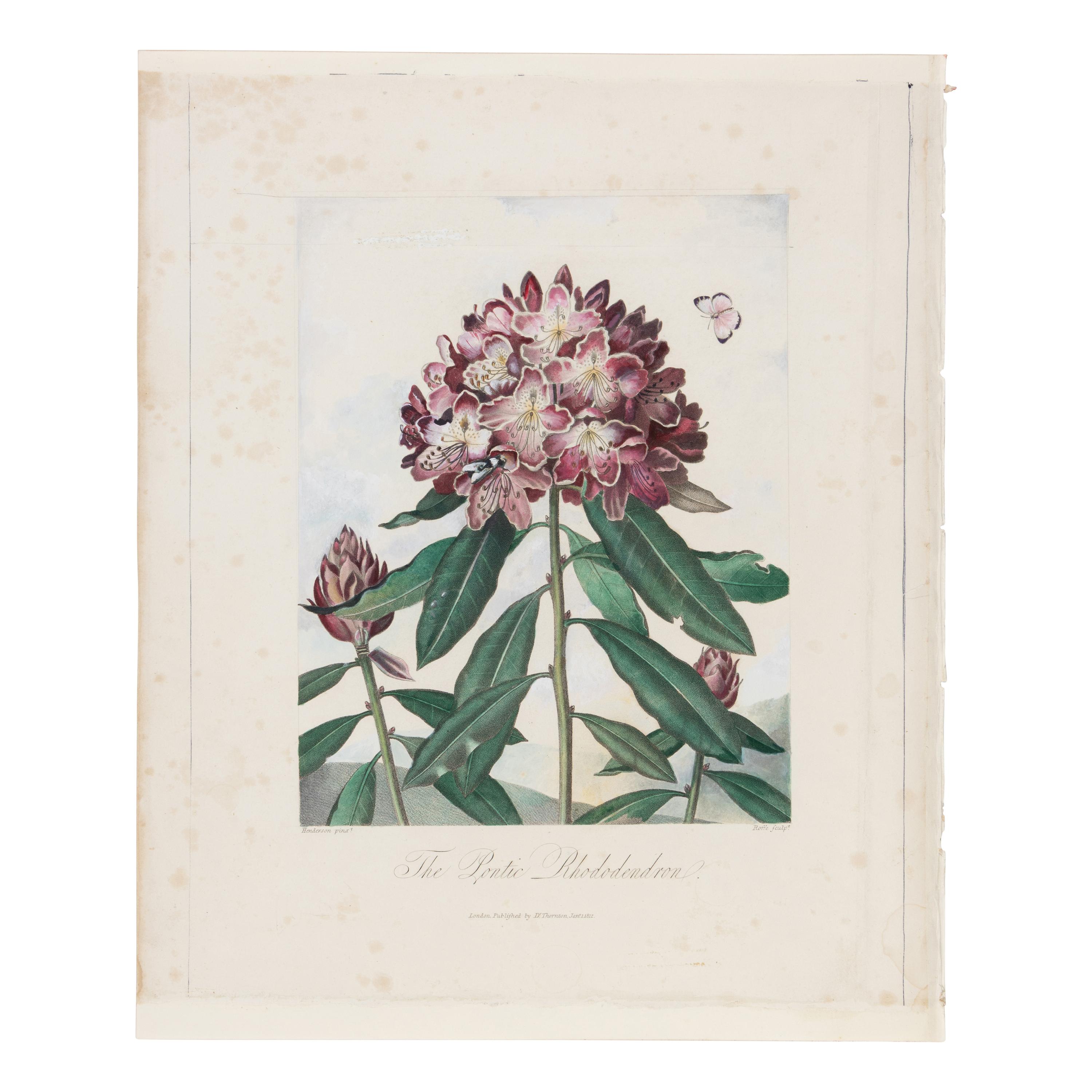 [Natural History] Thornton, Robert John. Group of 18 botanical plates from the 1812 quarto edition of "Temple of Flora"