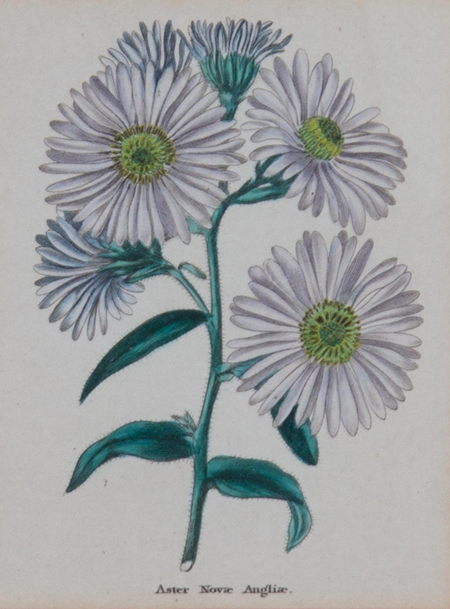 Two Pairs of Botanical Prints Dimensions of larger Height 8 1/4 x width 5 1/4 inches. — 20TH CENTURY
