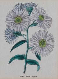 Two Pairs of Botanical Prints Dimensions of larger Height 8 1/4 x width 5 1/4 inches. — 20TH CENTURY