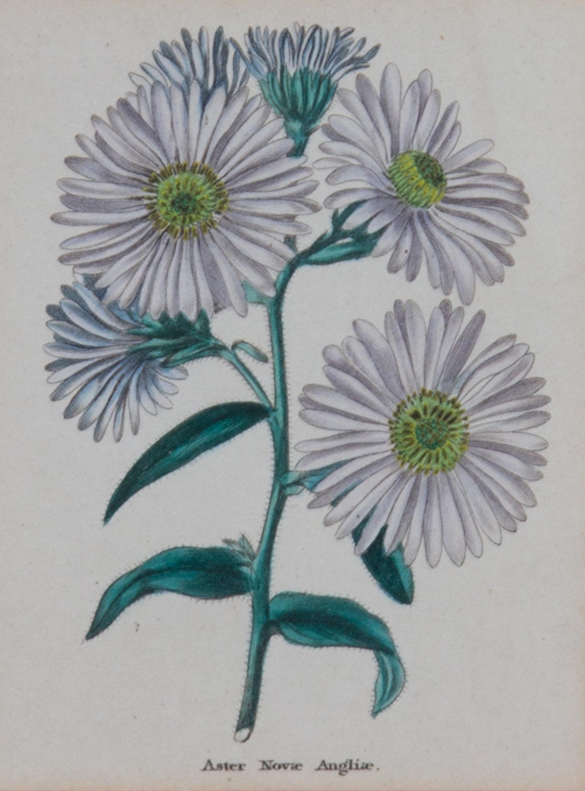 Two Pairs of Botanical Prints Dimensions of larger Height 8 1/4 x width 5 1/4 inches. — 20TH CENTURY