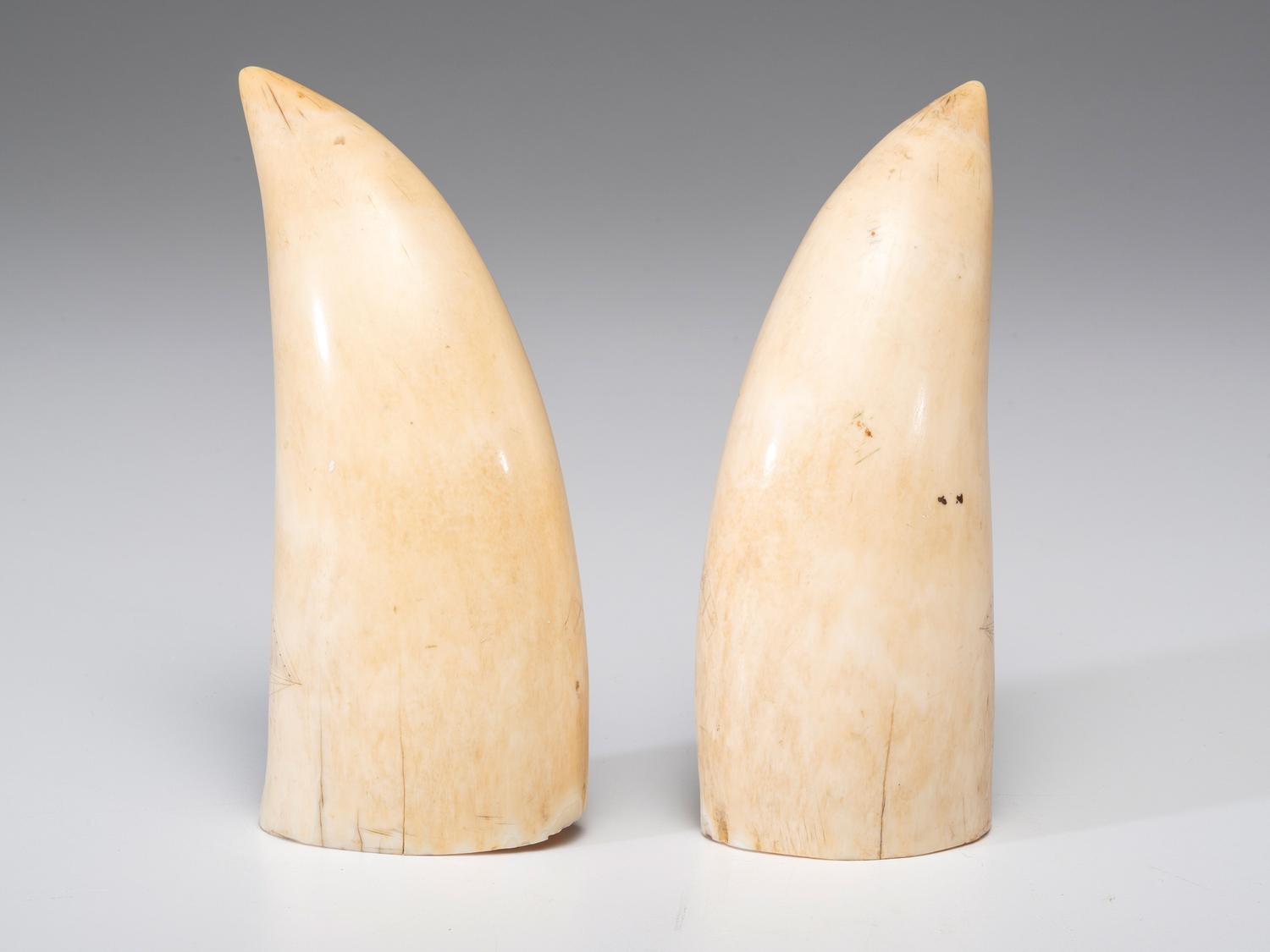 A Pair of Scrimshaw Sperm Whale's Teeth