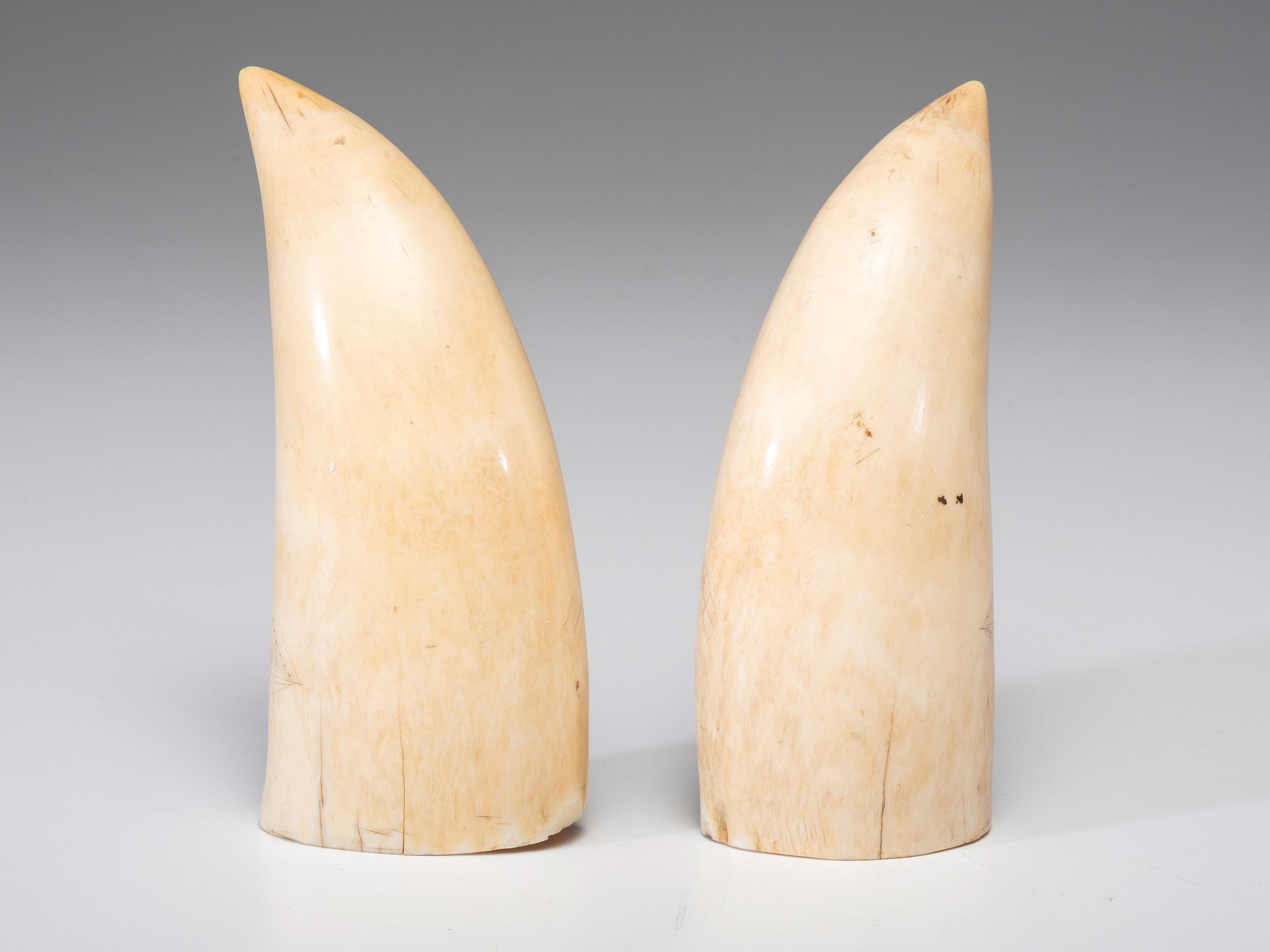A Pair of Scrimshaw Sperm Whale's Teeth