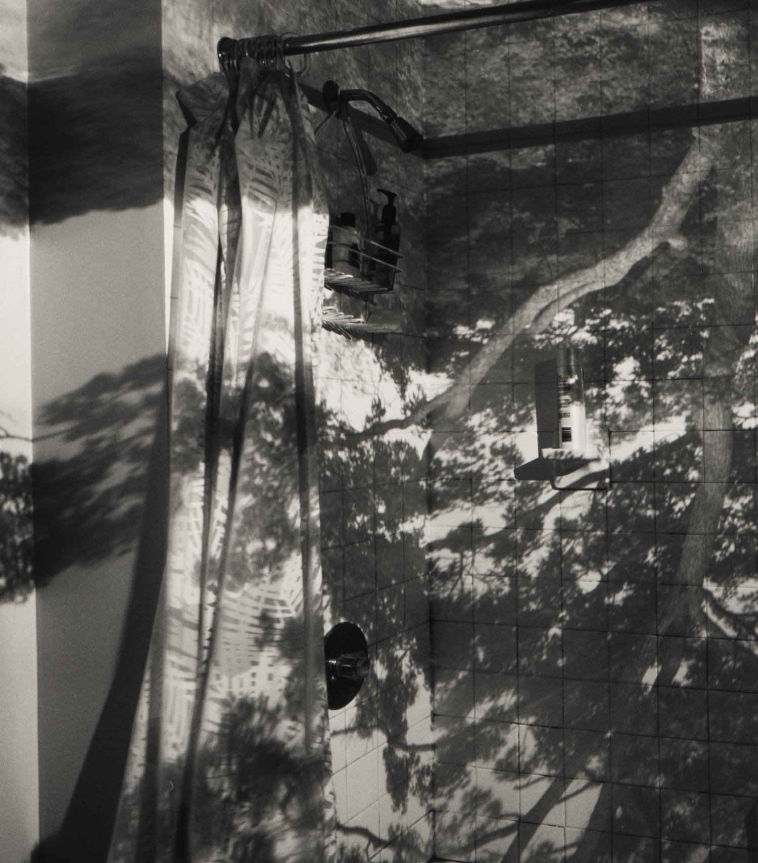 Camera Obscura: Image of a Tree in Bathroom , 1999