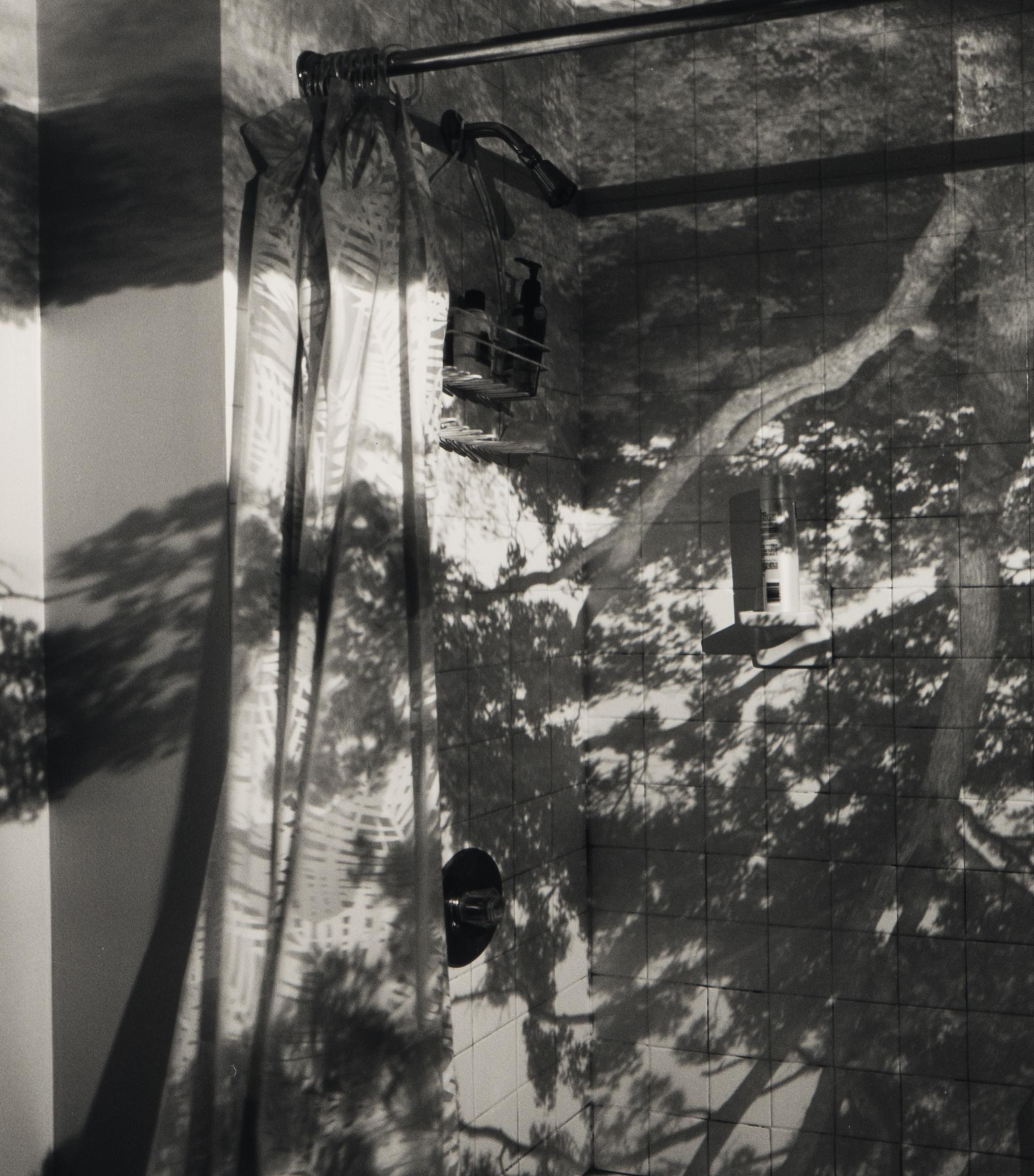 Camera Obscura: Image of a Tree in Bathroom , 1999