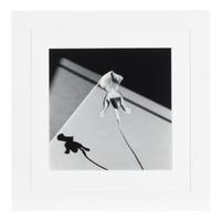 Robert Mapplethorpe (American, 1946-1989) — Orchids , 1986