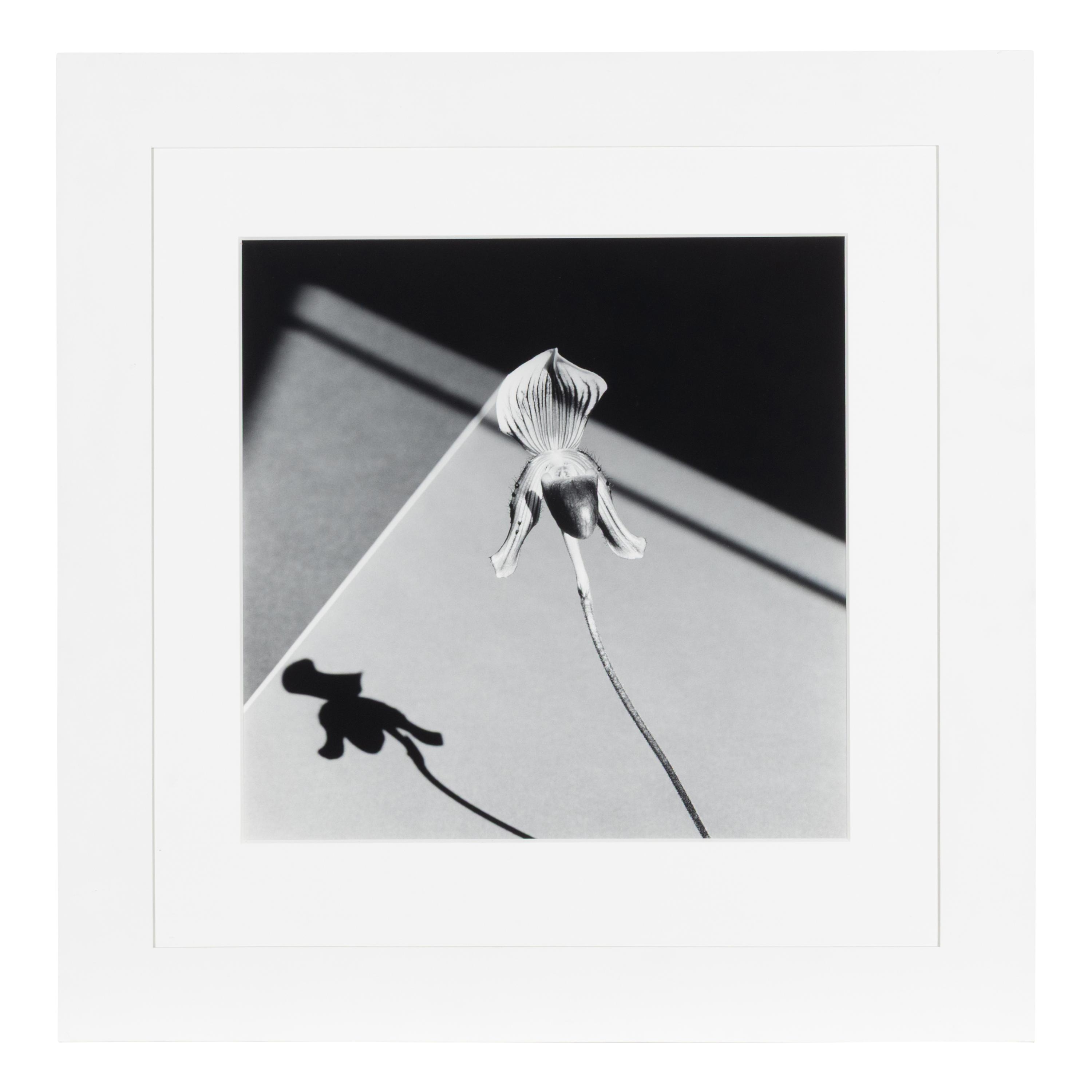 Robert Mapplethorpe (American, 1946-1989) — Orchids , 1986