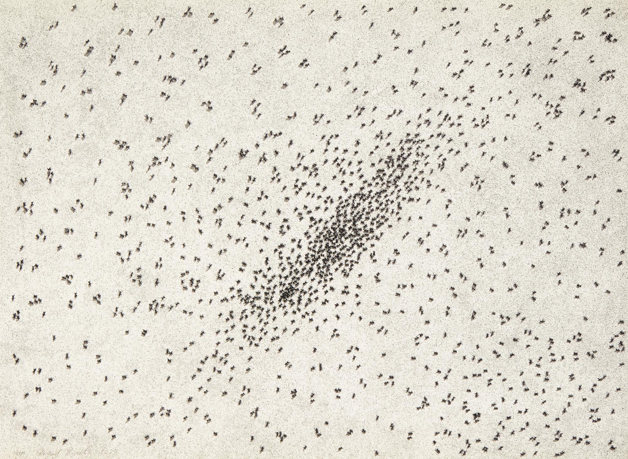 Ed Ruscha (American, b. 1937) — Insect Slant (Ants) (from Reality & Paradoxes ), 1973