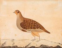 Artist Unknown, (19th century), Dove (Framed)