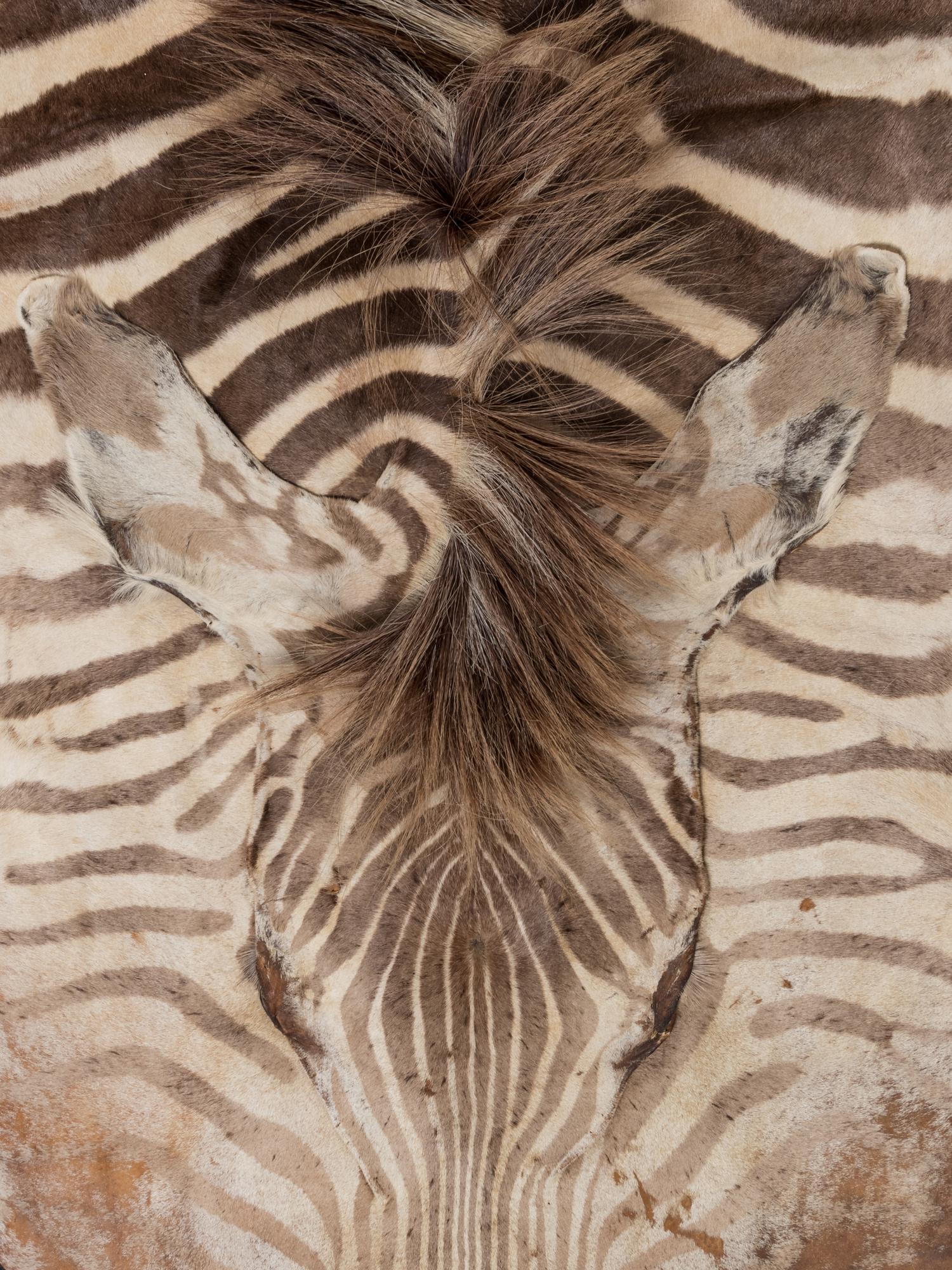 A Taxidermy Zebra Rug