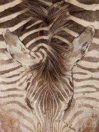 A Taxidermy Zebra Rug