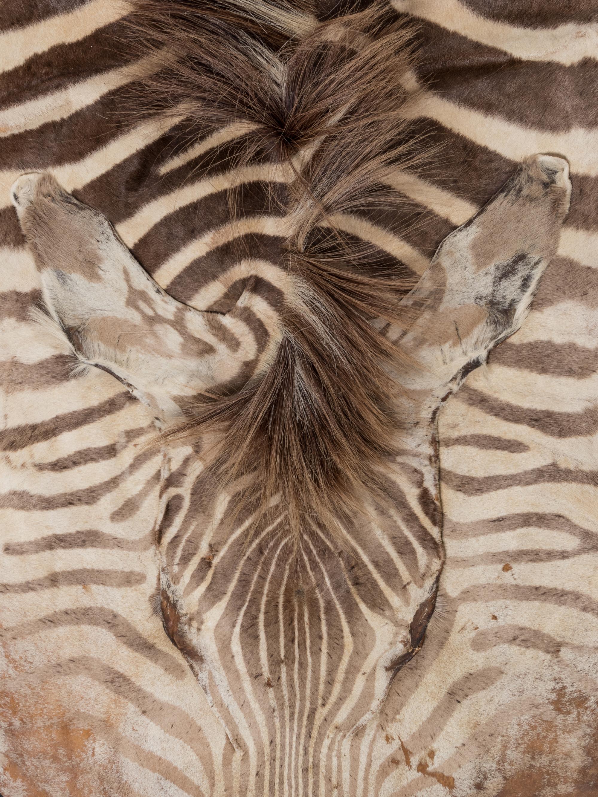 A Taxidermy Zebra Rug