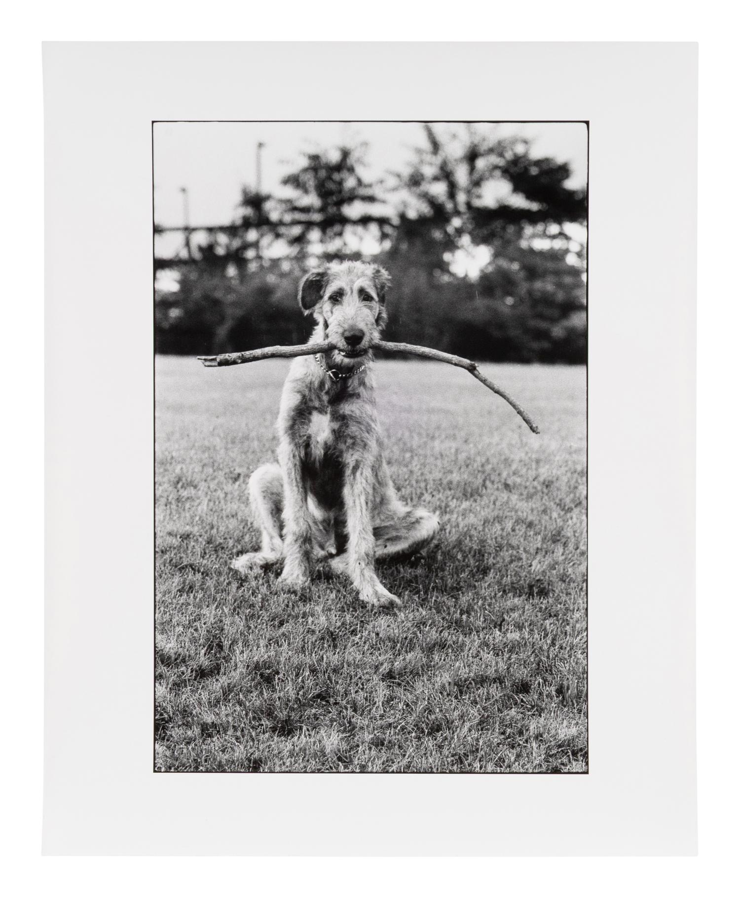Irish Wolfhound with Stick, 1971; printed 1980