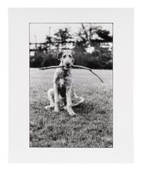 Irish Wolfhound with Stick, 1971; printed 1980
