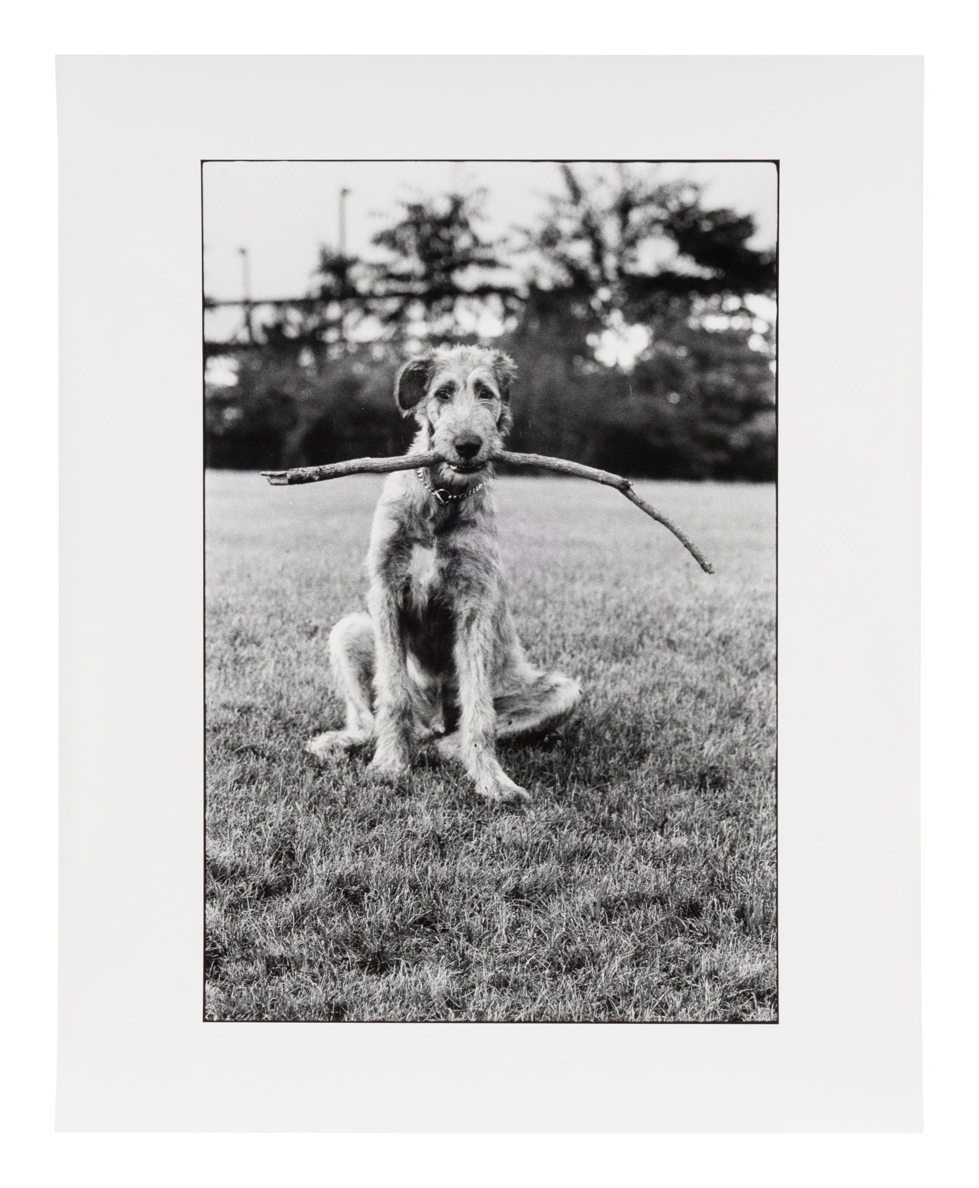Irish Wolfhound with Stick, 1971; printed 1980