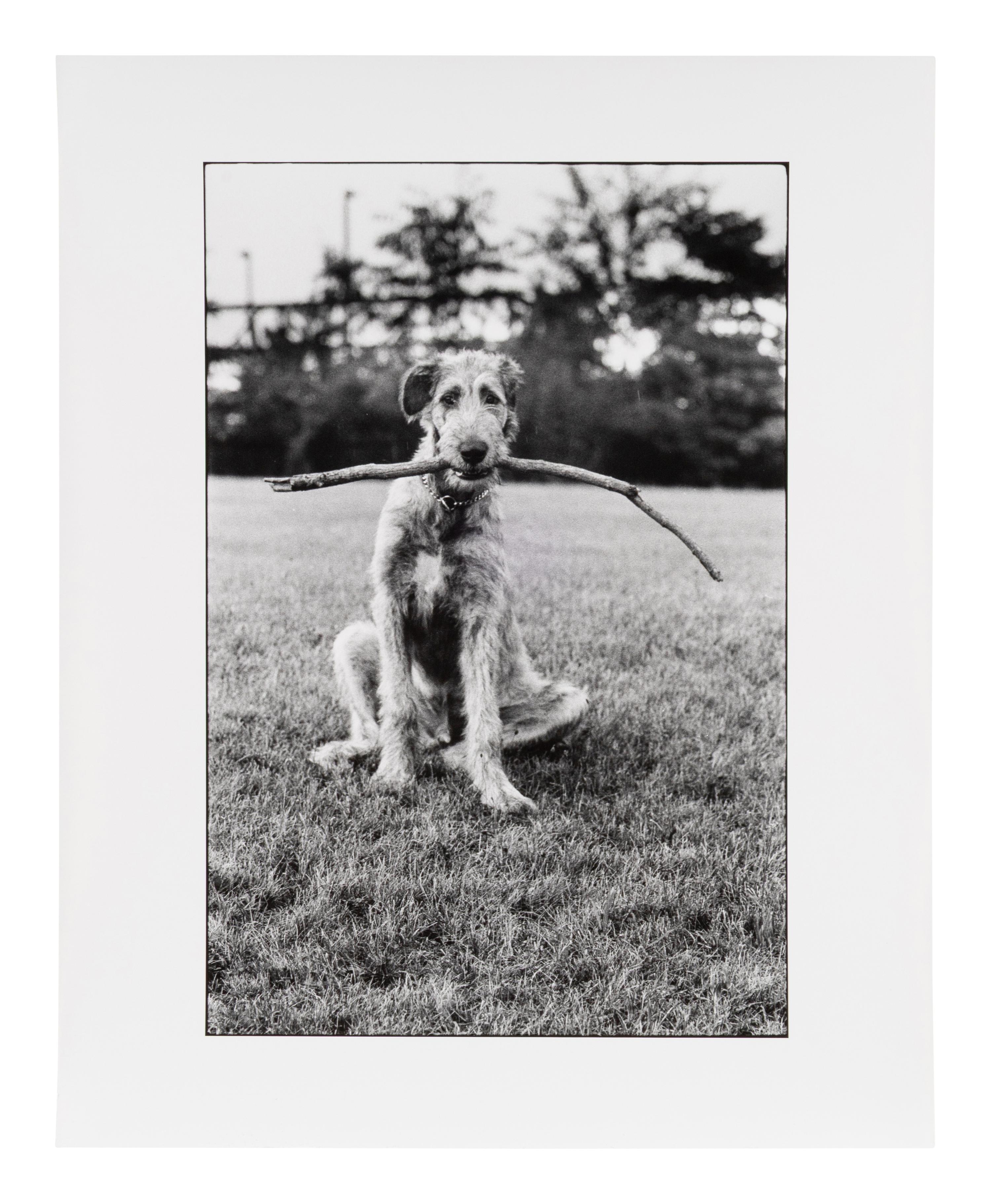 Irish Wolfhound with Stick, 1971; printed 1980
