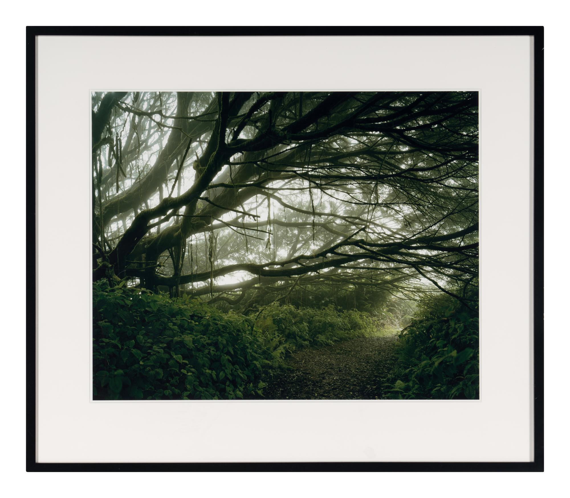 Mist Shrouded Trees, Ascension Island: The Panopticon , 2003
