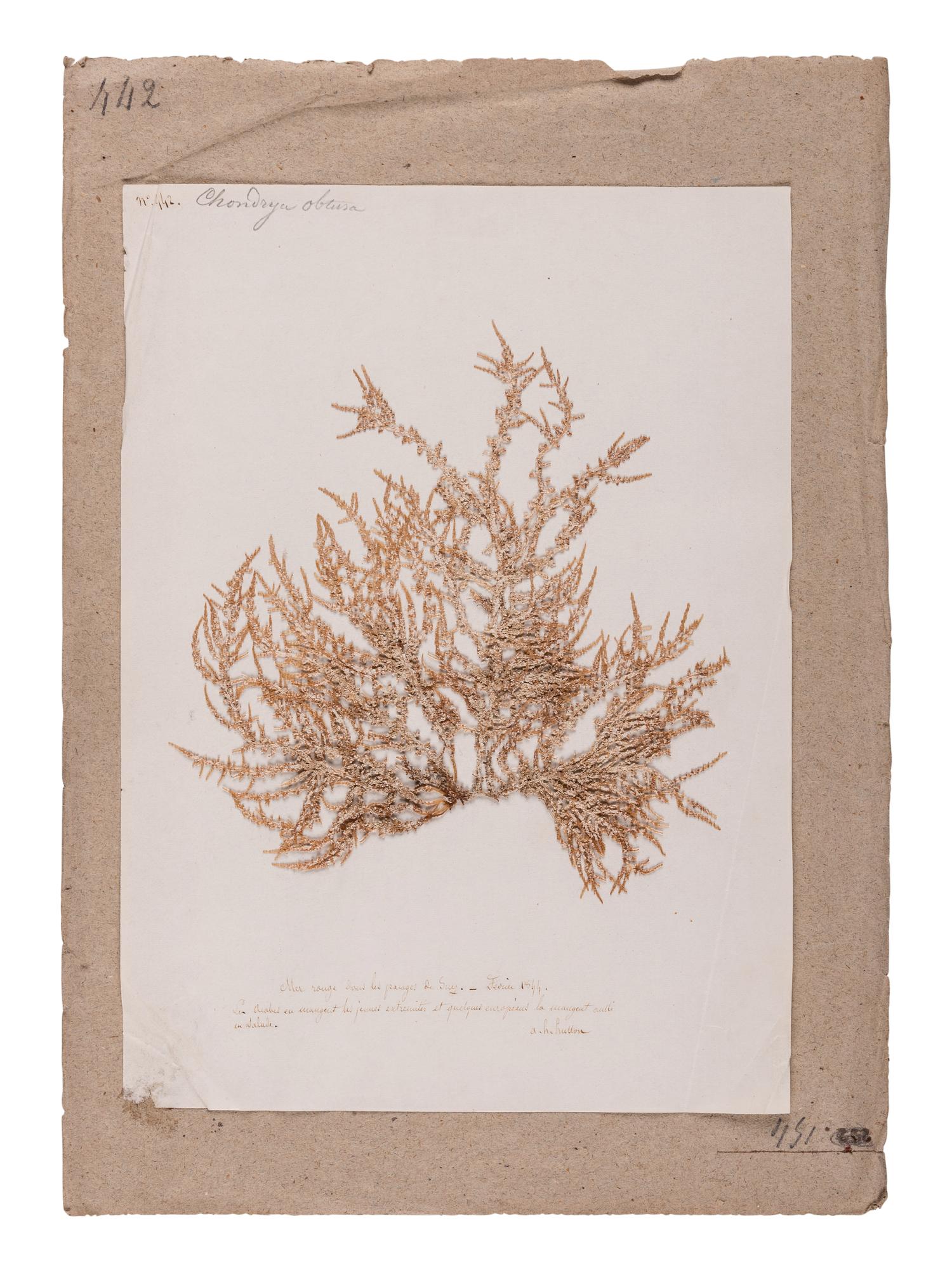 [SPECIMEN ALBUM - ALGAE]. HUSSON, Anne Henry (1814-1855). Algae from the Red Sea. Collected ca 1844-1845.
