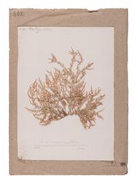 [SPECIMEN ALBUM - ALGAE]. HUSSON, Anne Henry (1814-1855). Algae from the Red Sea. Collected ca 1844-1845.