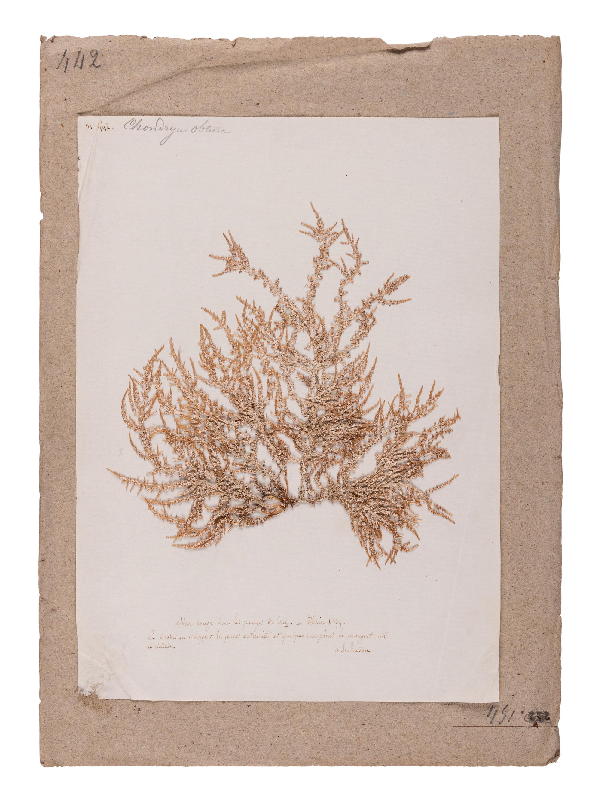 [SPECIMEN ALBUM - ALGAE]. HUSSON, Anne Henry (1814-1855). Algae from the Red Sea. Collected ca 1844-1845.