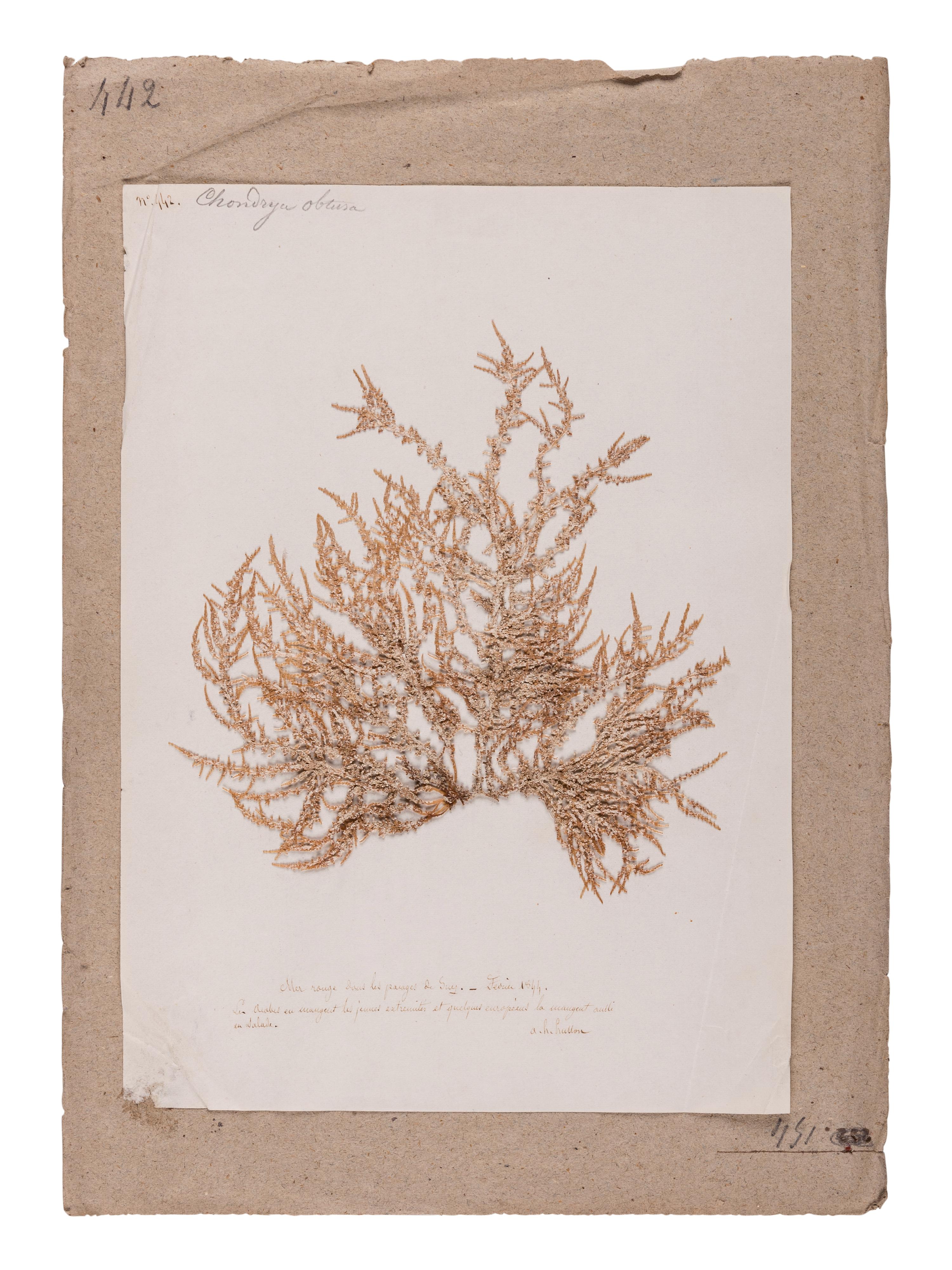 [SPECIMEN ALBUM - ALGAE]. HUSSON, Anne Henry (1814-1855). Algae from the Red Sea. Collected ca 1844-1845.