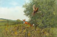 Red Fox and Pheasant