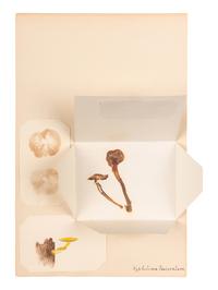 [SPECIMEN ALBUM - MUSHROOMS]. Collection of pressed and preserved Basidiomycete mushrooms, including specimens from nature and watercolor drawings. Ca 1915-1917.