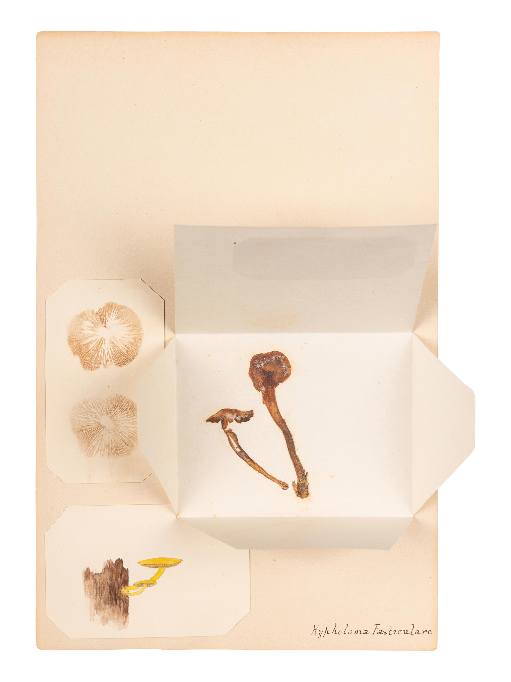 [SPECIMEN ALBUM - MUSHROOMS]. Collection of pressed and preserved Basidiomycete mushrooms, including specimens from nature and watercolor drawings. Ca 1915-1917.
