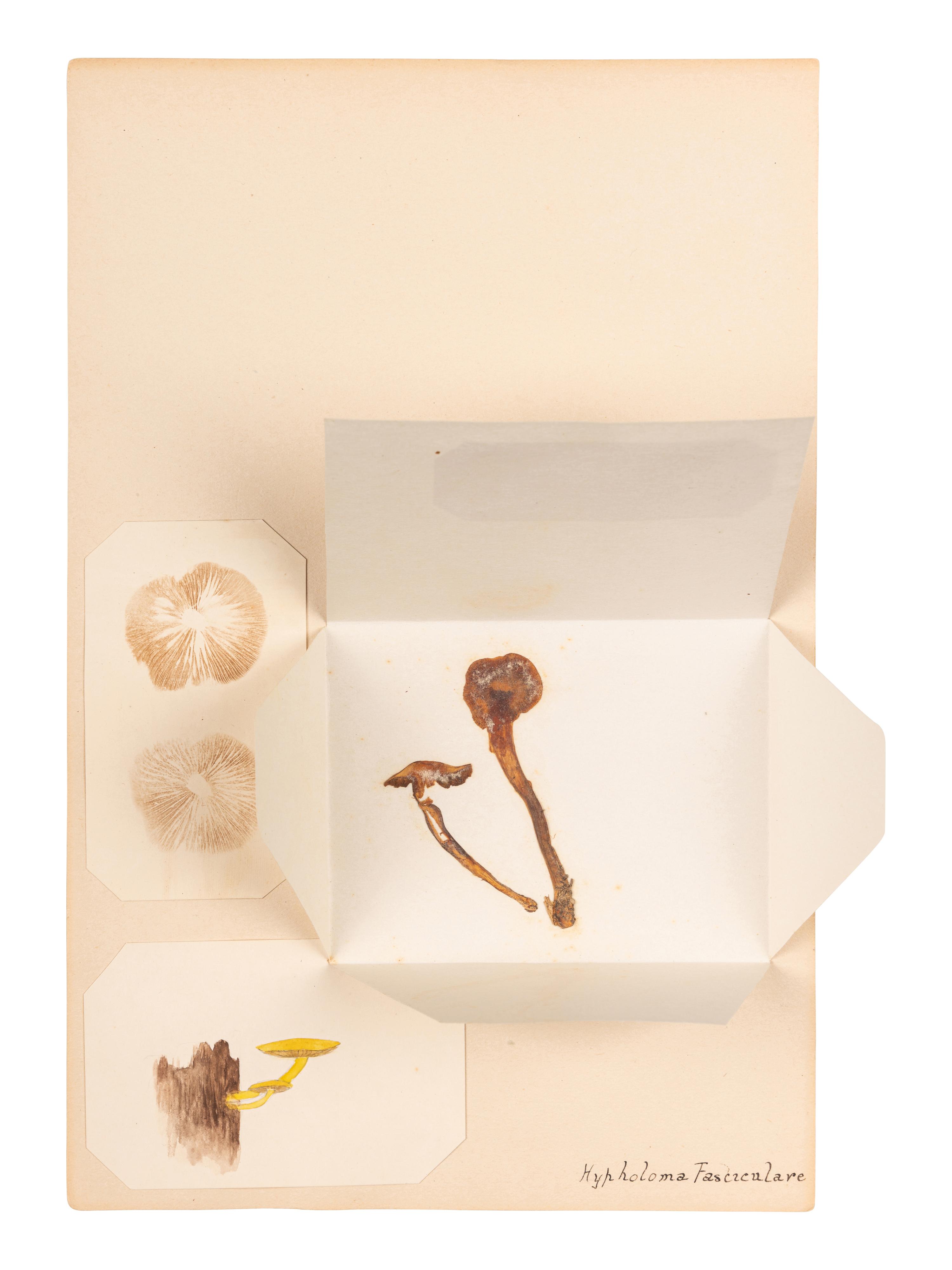 [SPECIMEN ALBUM - MUSHROOMS]. Collection of pressed and preserved Basidiomycete mushrooms, including specimens from nature and watercolor drawings. Ca 1915-1917.