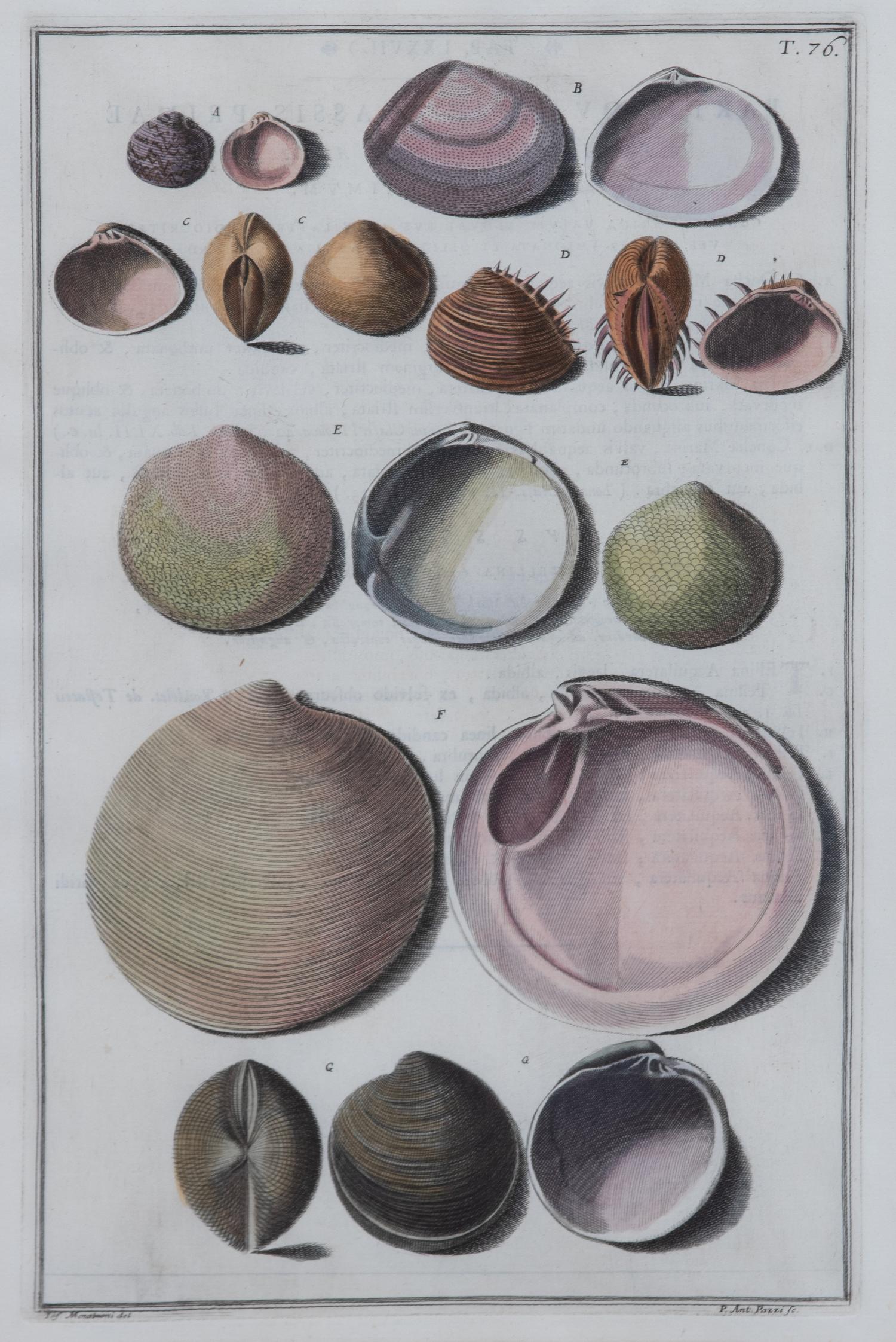 A Set of Four Italian Hand-Colored Shell Engravings